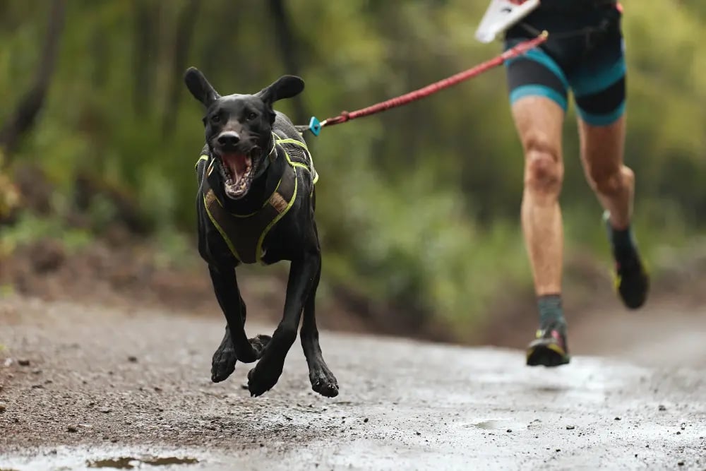 Running with Dogs Training Your Dog to Run with You